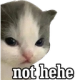 z_nadianothehe Discord emoji