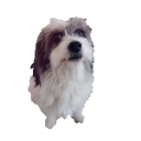 Zooootell Discord emoji