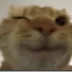 Cat Wink catwink Discord Emoji