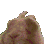 bunnyvibes Discord emoji