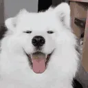 dogfunny