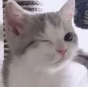 catwink