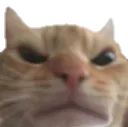 cat_angry