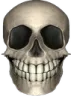 skull2 skull2