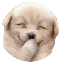 jijidog