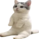 catSit