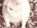 cat_puke