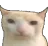 wut