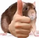 ThumbsUpRat ThumbsUpRat