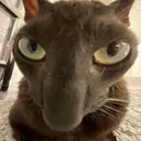 snorf