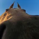 HorseSniff