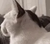 huhcat huhcat
