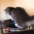 CatSpin
