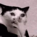 omgcat