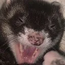 FerretLaugh Discord Emoji