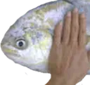 fishcpr