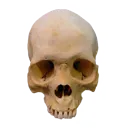 skull