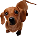 dachshund
