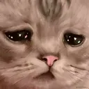 cat_sadly