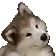 generacija_cute_hasky