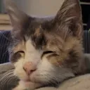 catwtf catwtf