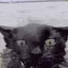 catswim