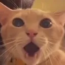 katshocked