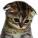 gatosad Discord emoji