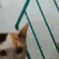 GIGACAT