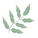 leaf_BT