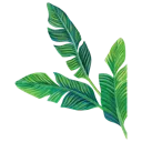 palm_leafes_BT