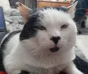 fatninja