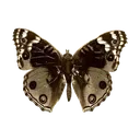 kueabutterfly