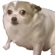 DoggoConcern0