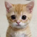 Gato_Sad