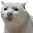 dv_catSerious