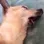 DeadDog_RIZIN DeadDog_RIZIN