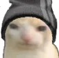 bruhcat