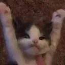 cat_hype