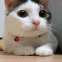 t_kittyno Discord Emoji