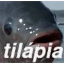 S_tilapia