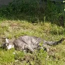 sixten
