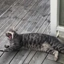 Tyrannosaurus_cat