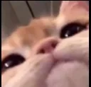 peakcat