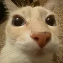gato_que gato_que