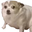 confusedog