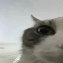 elcatto1