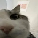 elcatto2