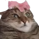 tmflowercat Discord Emoji