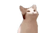 Catpop CatPop Discord Emoji